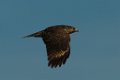 Red-tailed Hawk juv 2014-02-15_7 (1280x853)